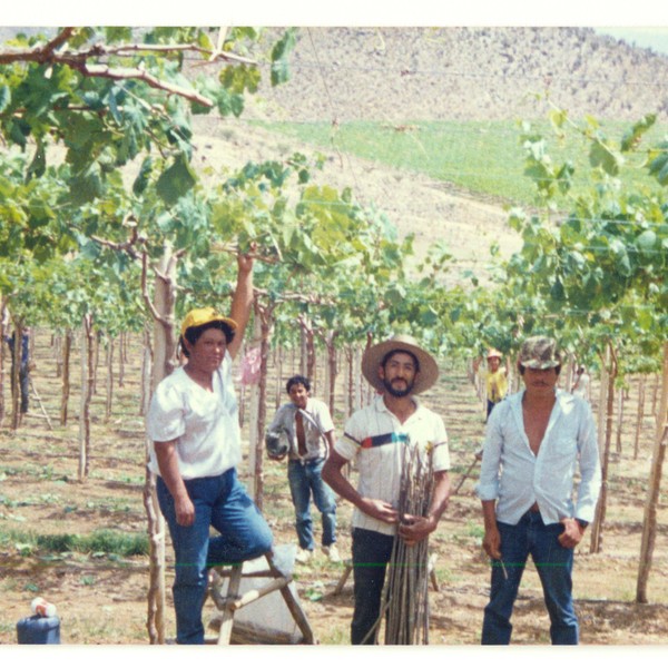 Cosecha de uva de exportación Cosecha de uva de exportación