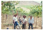 Cosecha de uva de exportación Cosecha de uva de exportación