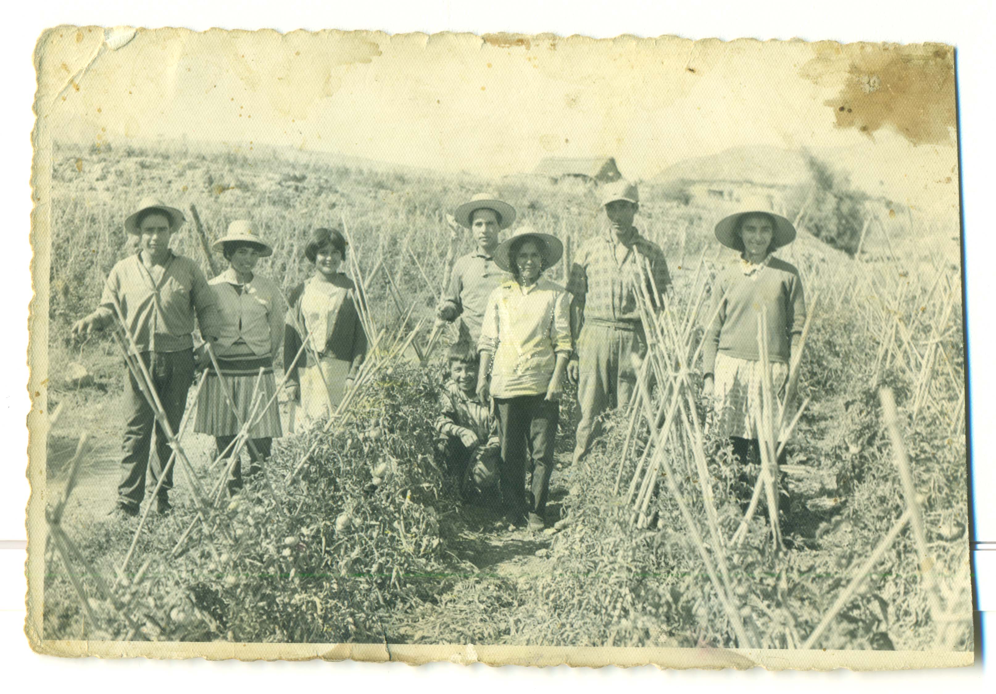 Familia trabaja en la cosecha de tomates