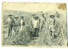 Familia trabaja en la cosecha de tomates