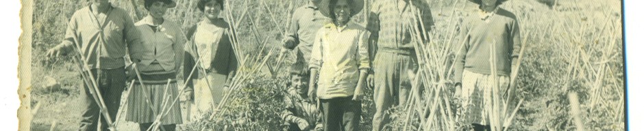 Familia trabaja en la cosecha de tomates Familia trabaja en la cosecha de tomates