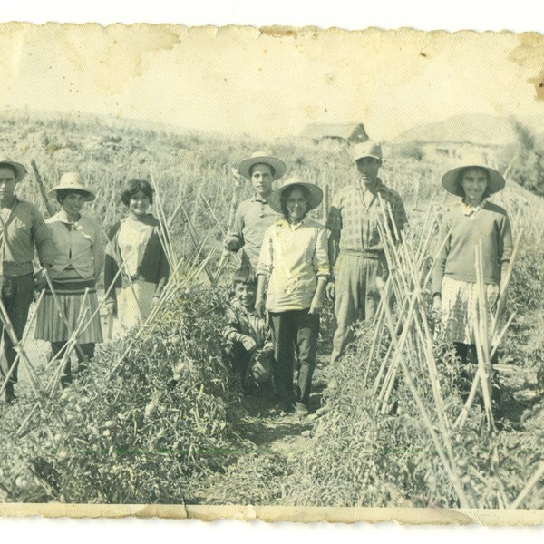 Familia trabaja en la cosecha de tomates Familia trabaja en la cosecha de tomates