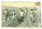 Familia trabaja en la cosecha de tomates