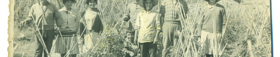 Familia trabaja en la cosecha de tomates