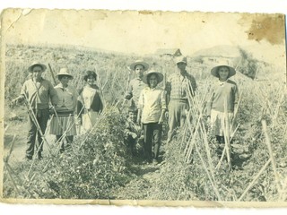 Familia trabaja en la cosecha de tomates Familia trabaja en la cosecha de tomates