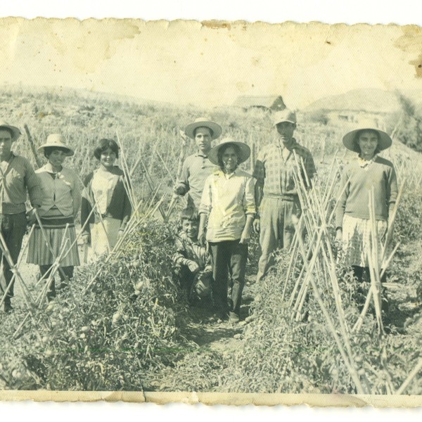 Familia trabaja en la cosecha de tomates