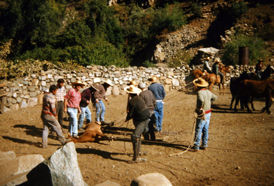 Rodeo de La Pastora Rodeo de La Pastora