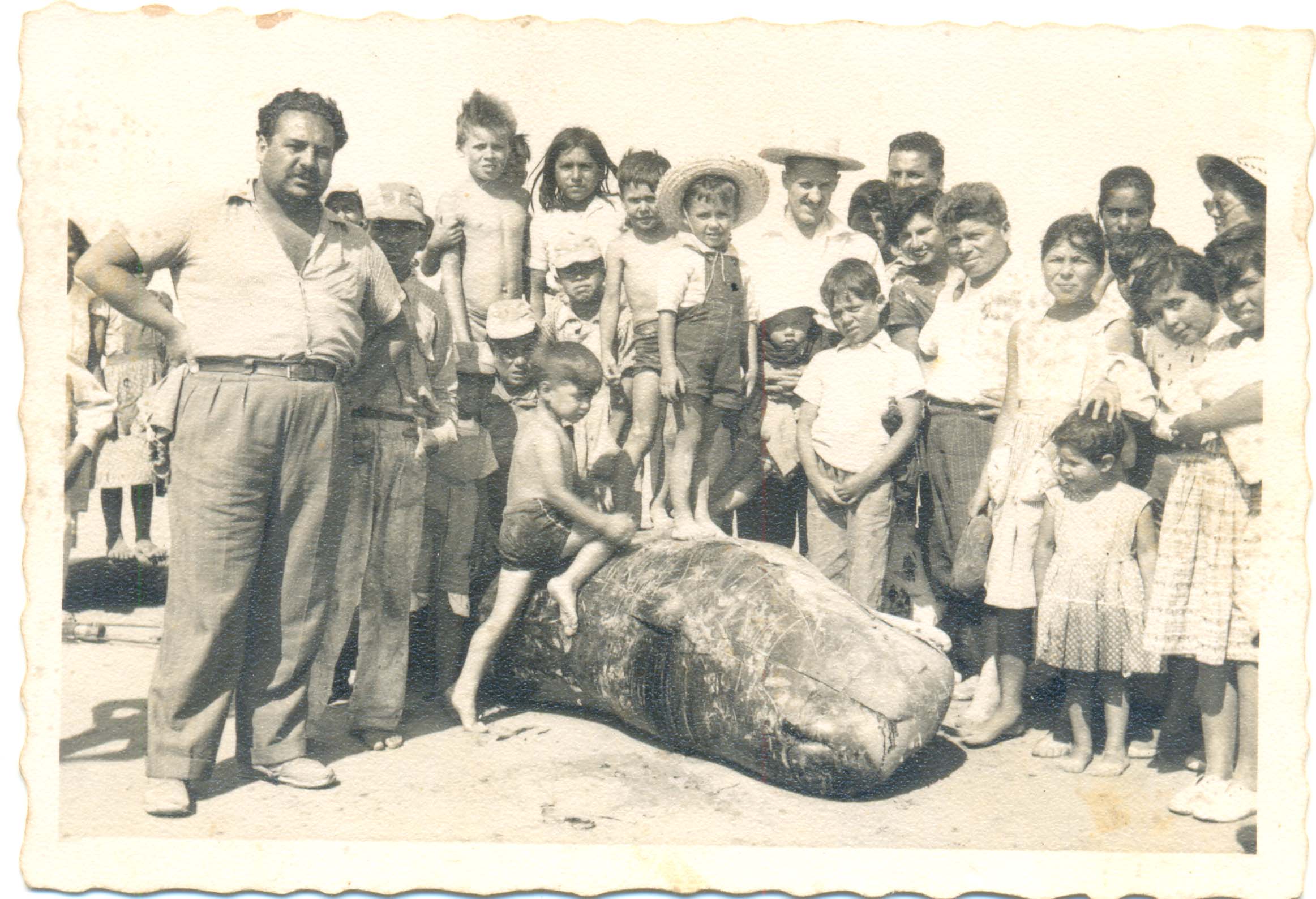 Ballenas varadas en Tongoy Ballenas varadas en Tongoy