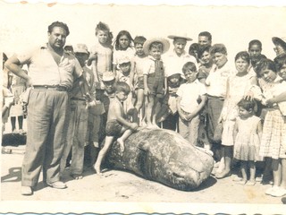 Ballenas varadas en Tongoy