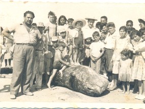 Ballenas varadas en Tongoy