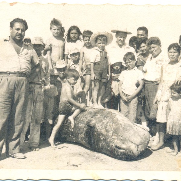 Ballenas varadas en Tongoy