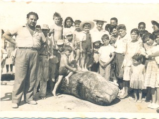 Ballenas varadas en Tongoy Ballenas varadas en Tongoy
