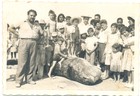 Ballenas varadas en Tongoy Ballenas varadas en Tongoy