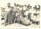 Ballenas varadas en Tongoy Ballenas varadas en Tongoy
