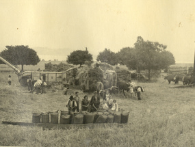 Trilla en la hacienda Panguipulli