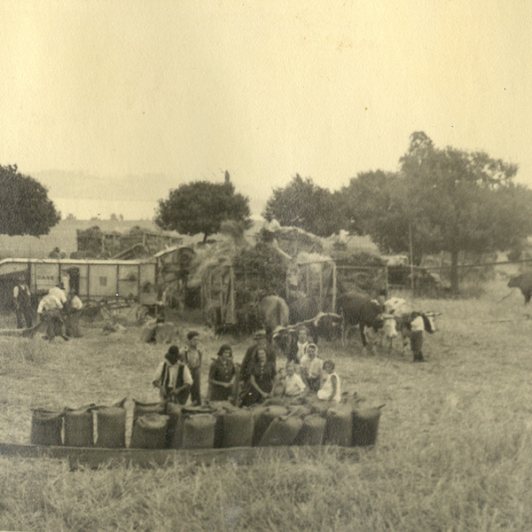 Trilla en la hacienda Panguipulli