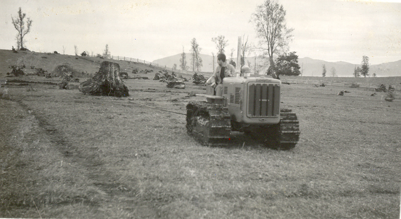 Destronque en la hacienda Panguipulli