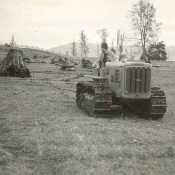 Destronque en la hacienda Panguipulli