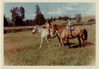 Cabalgata de los hermanos Pérez Rosales Cabalgata de los hermanos Pérez Rosales