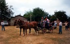 Paseo en coche de caballos