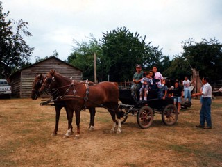 Paseo en coche de caballos