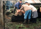 Faena de un cerdo Faena de un cerdo
