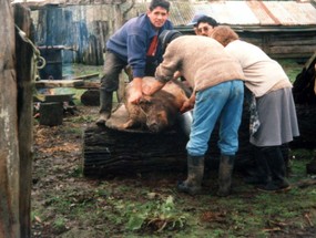 Faena de un cerdo