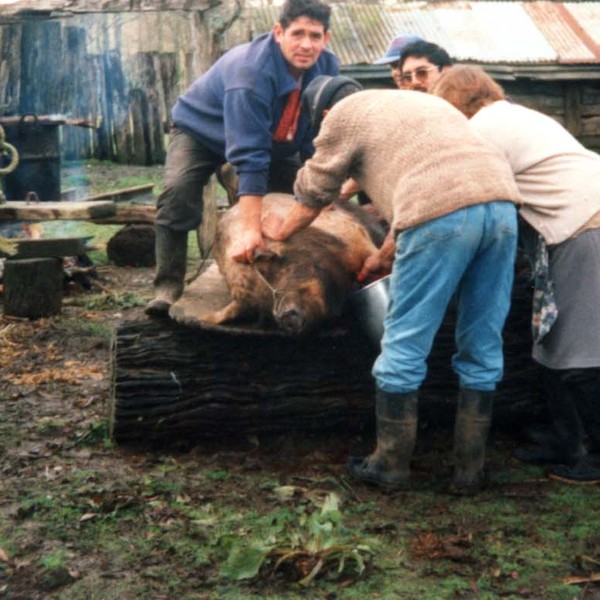 Faena de un cerdo