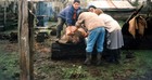 Faena de un cerdo Faena de un cerdo