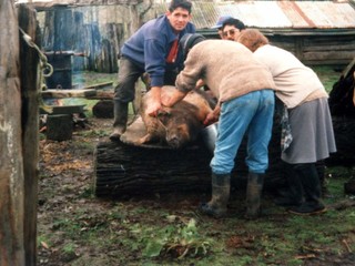 Faena de un cerdo Faena de un cerdo