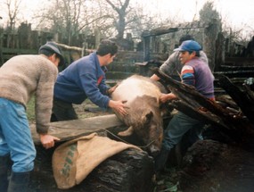 Faenando un cerdo