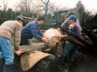 Faenando un cerdo