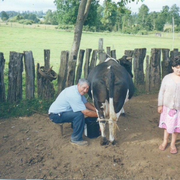 Ordeña de vaca