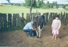 Ordeña de vaca