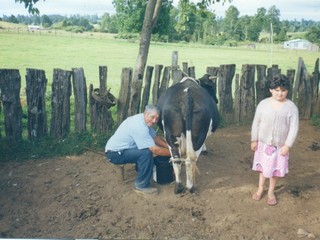 Ordeña de vaca