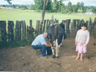 Ordeña de vaca Ordeña de vaca