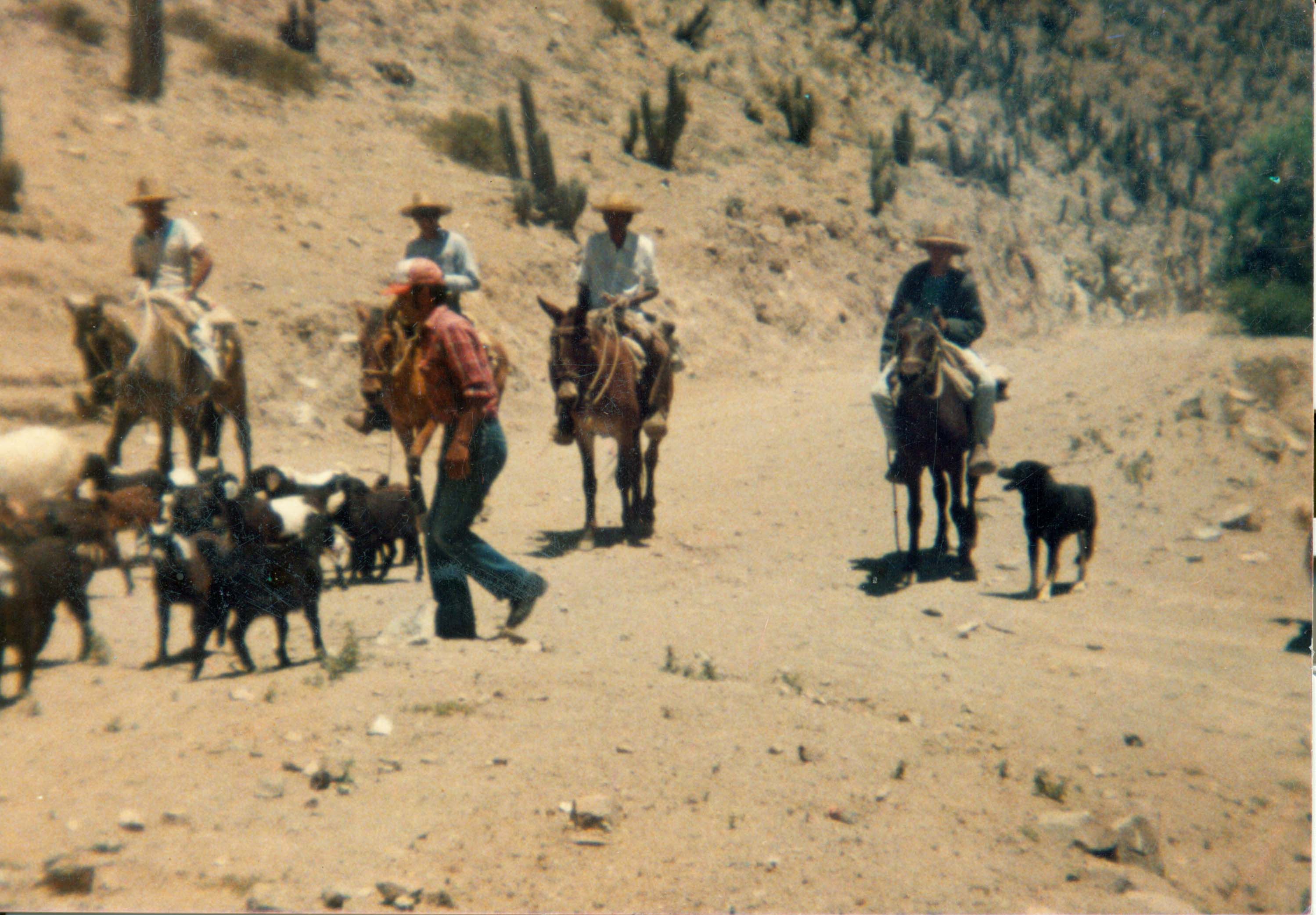 Arreo de cabras