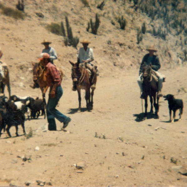 Arreo de cabras Arreo de cabras