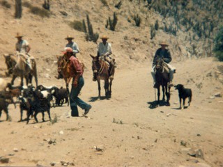Arreo de cabras Arreo de cabras