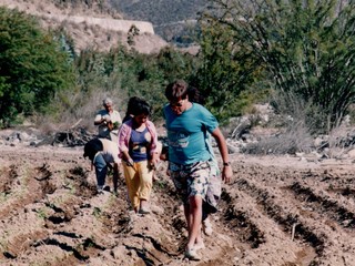 Siembra de pimentones en Gualliguaica