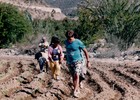 Siembra de pimentones en Gualliguaica