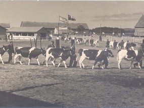 Exposición de ganado