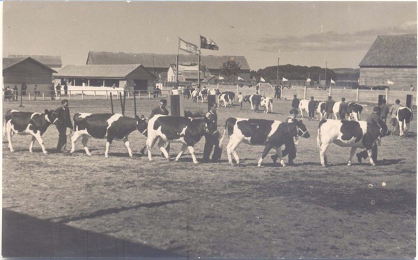 Exposición de ganado