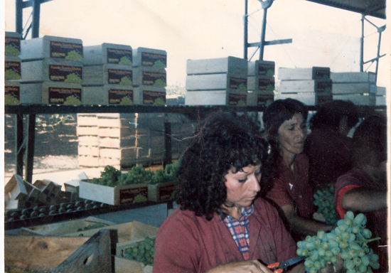 Faenas agrícolas en el packing Faenas agrícolas en el packing