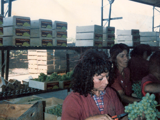 Faenas agrícolas en el packing