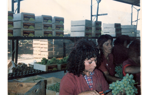 Faenas agrícolas en el packing