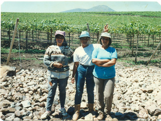 Temporeras agrícolas de uva de exportación