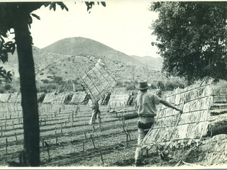 Campesinos en los tomatales