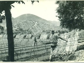 Campesinos en los tomatales