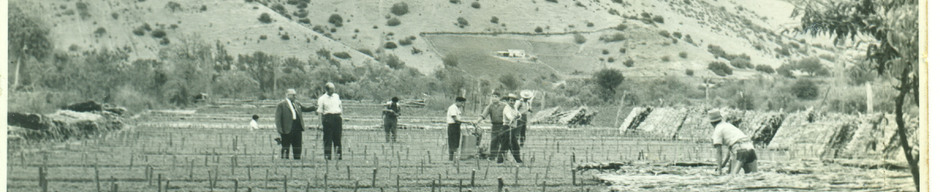 Construcción de almacigueras de tomates